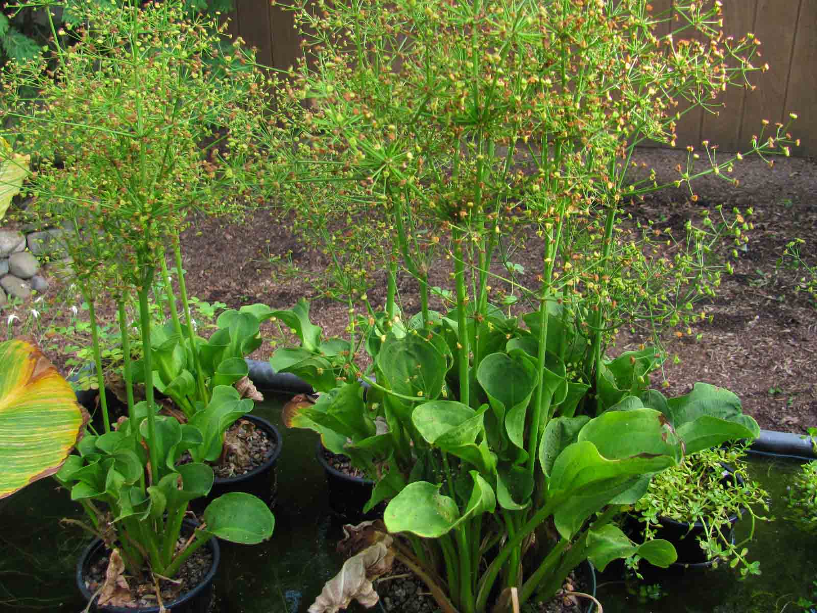 Marginal Pond Plants Wiltrout Nursery Chippewa Falls WI   American Water Plantain (w) 